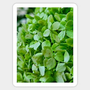 Small Green Blossom Sticker